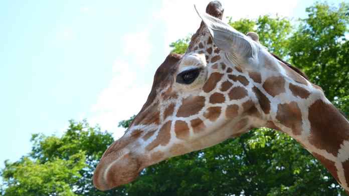 Brněnská zoo je v slzách: Žirafí sameček M´Toto zemřel