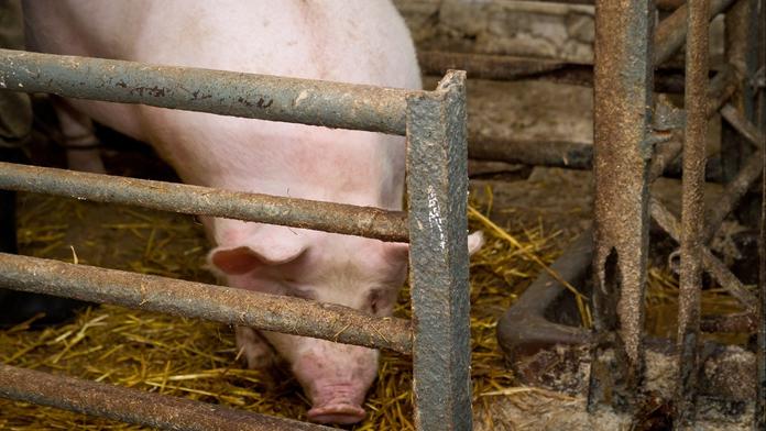 České prase už jenom v zoo. Chovatelé hrozí, že skončí. Maso by tak zmizelo i z jídelníčku