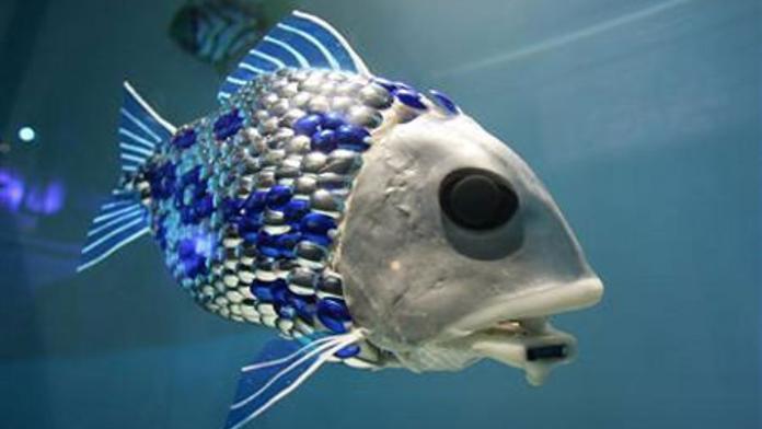 V oceánech potkáme roboty-rybky, na rodeu umělého býka