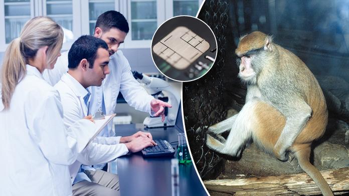 Průlomový objev! Ochrnuté opice naučili přes wi-fi hýbat nohama!
