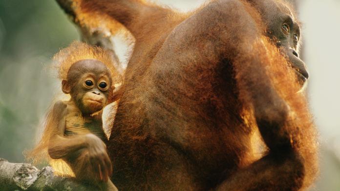 V pražské zoo slaví. Narodilo se tam po 42 letech orangutáně