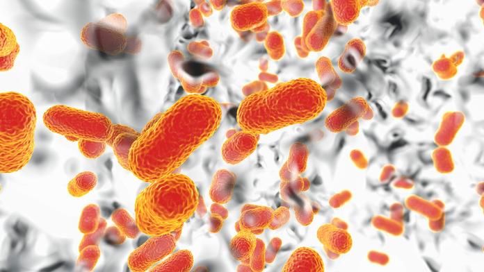 Ilustrace bakterie Acinetobacter baumannii