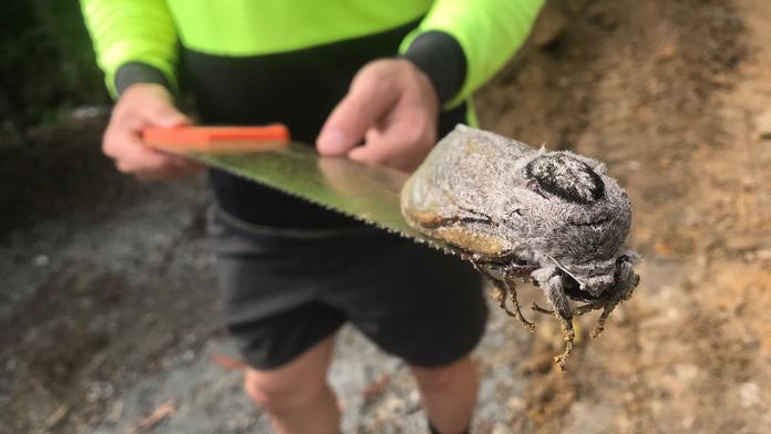 FOTO: Tohle byste doma nechtěli! Dělníci našli při stavbě obří můru