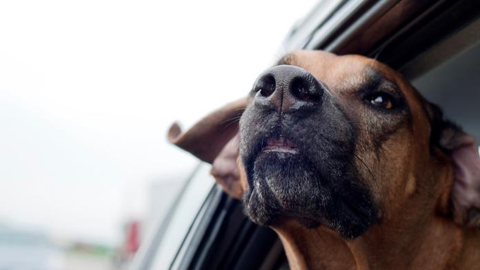 Pozor na cestování s mazlíčky. Je nutné dodržet několik pravidel, varují veterináři