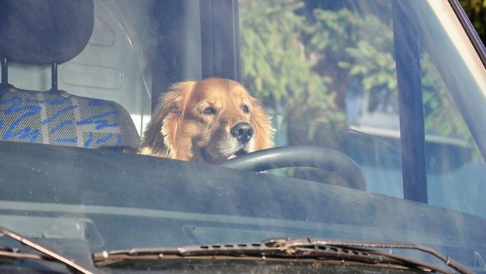 Vedro, auto a váš pes: Kdy váš mazlíček umře na přehřátí?