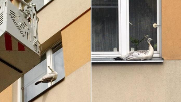 Netradiční zásah hasičů. V Praze chytali uprchlého páva