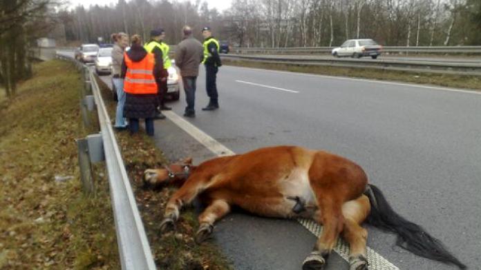Po silnici pobíhal kůň. Srazil se s kamionem
