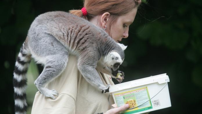 Přijde safari ve Dvoře Králové o zvířata? Ředitelka říká, že ne