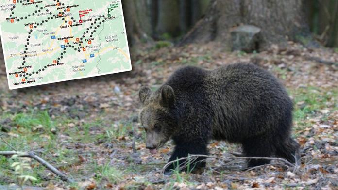 VELKÁ MAPA: Tady všude už medvěd řádil, zabil desítky ovcí