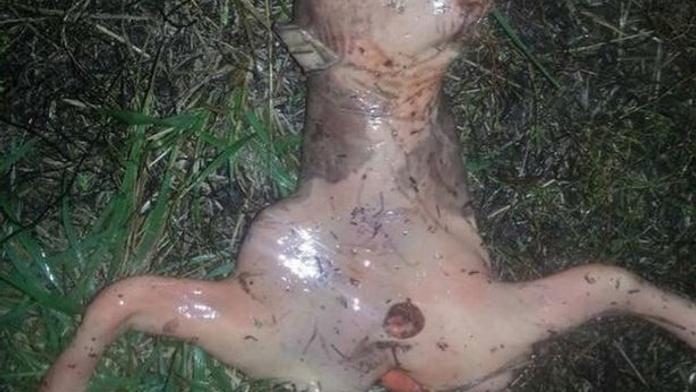 Žena našla na dvorku záhadné růžové monstrum! Co to je?