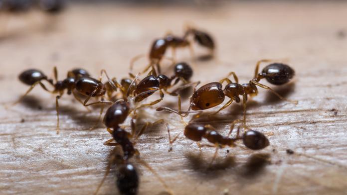 Domácnosti zamořili mravenci a moli! RADY, jak se jich zbavit