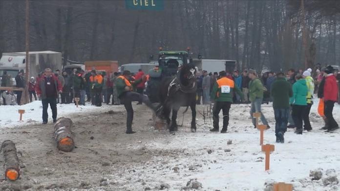 VIDEO: Koně na závodech majitelé zbili a zkopali! Diváci křičeli zlostí