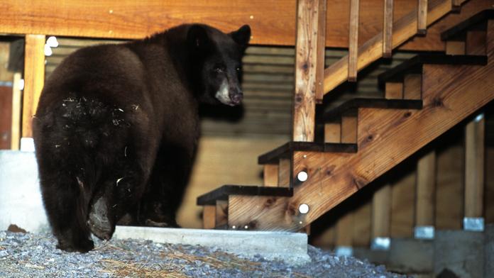 Myslela si, že má pod domem veverku. Našla tam hibernujícího medvěda