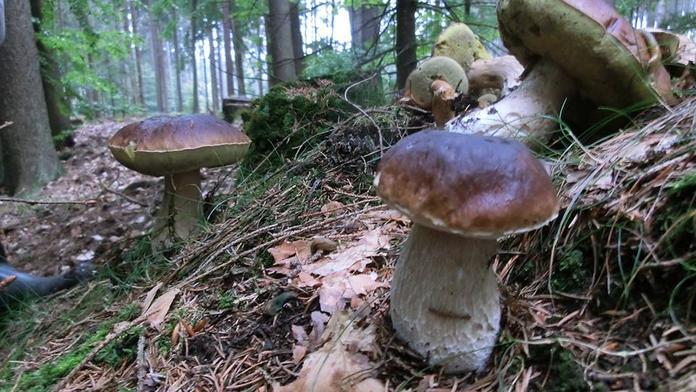 Kateřina zachránila houbařku, strašlivě ji pobodaly vosy