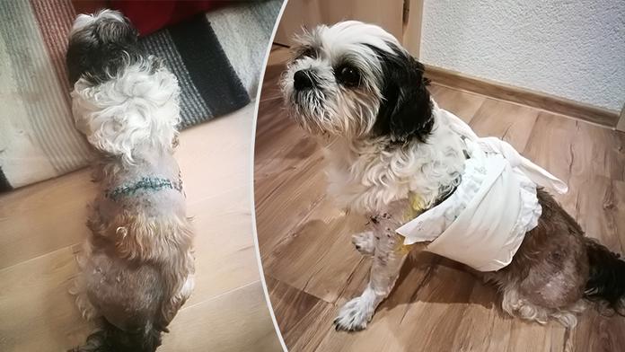Agresivní dvojice psů děsí obyvatele Chrudimi! Útočí na zvířata i lidi