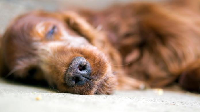 Neopouštějte umírající mazlíčky. Tohle cítí podle veterinářů