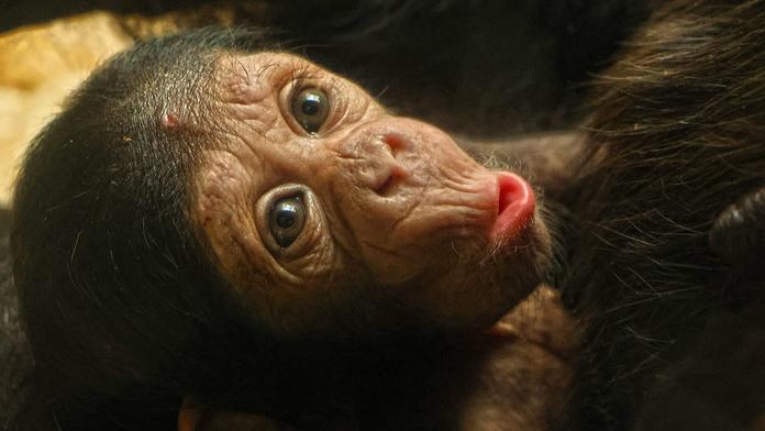 Mládě šimpanze v plzeňské zoo