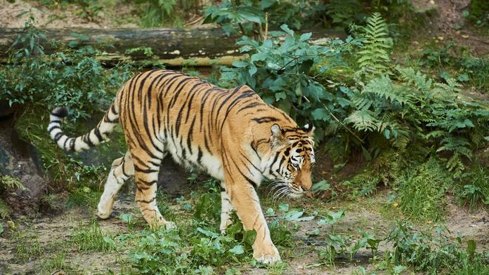 Horor v zoo: Návštěvníka napadl tygr. Podle svědků měl do výběhu sám skočit