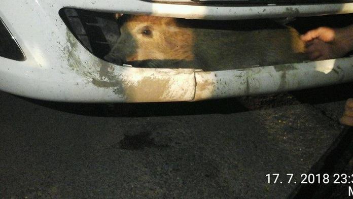 Řidič srazil sele divočáka, domů ho přivezl zaklíněné v nárazníku