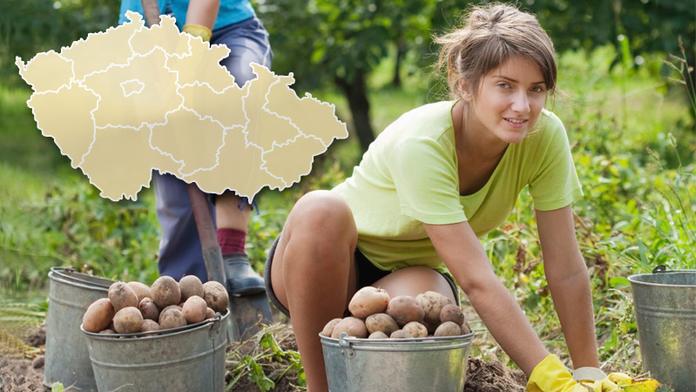 Přehledně: Našli jsme nejlevnější brambory ve vašem kraji