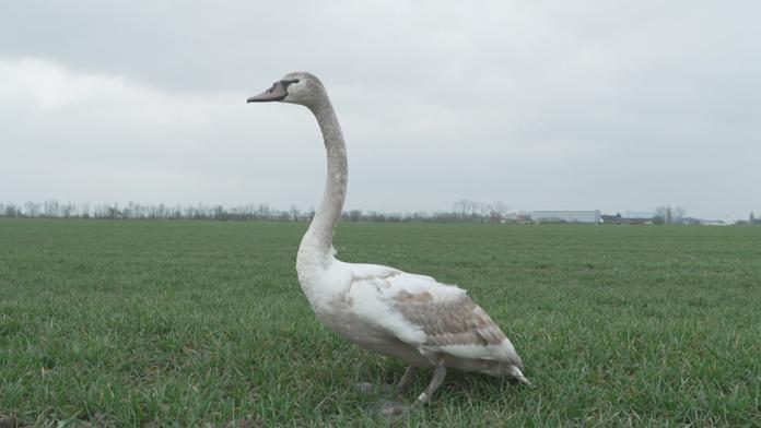 Labuť
