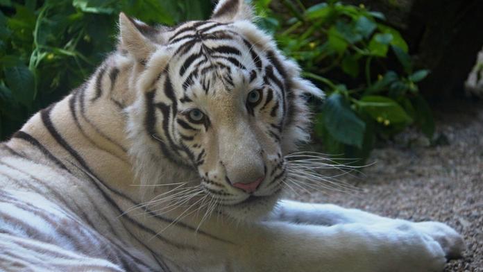 Bílí tygříci opouští libereckou zoo. Krasavci míří do Francie