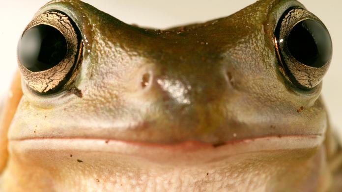 Čumí jako žába z kyšky... A nebo daleko OSTŘEJŠÍ PŘIROVNÁNÍ