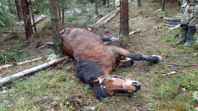 Gang zlodějů ukradené koně a telata porcoval rovnou na louce