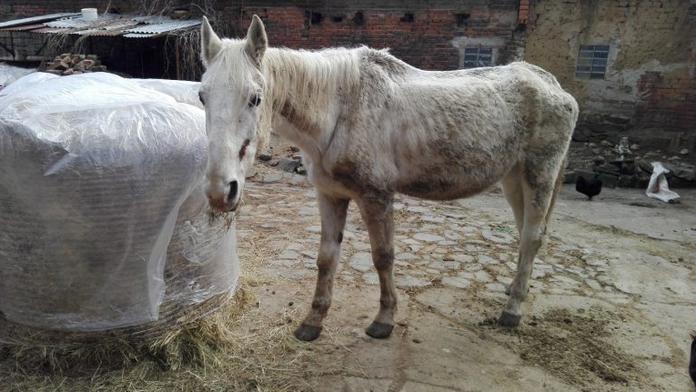 Žena týrala koně, vyhubl na kost! Veterináři: Byl na pokraji smrti