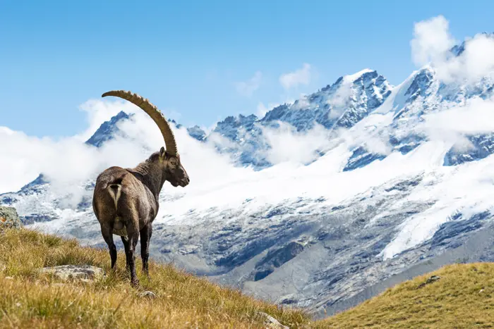 Národní park Gran Paradiso