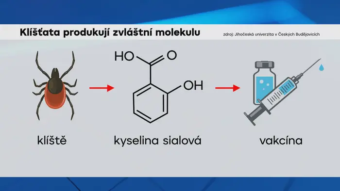 Klíšťata produkují zvláštní molekulu