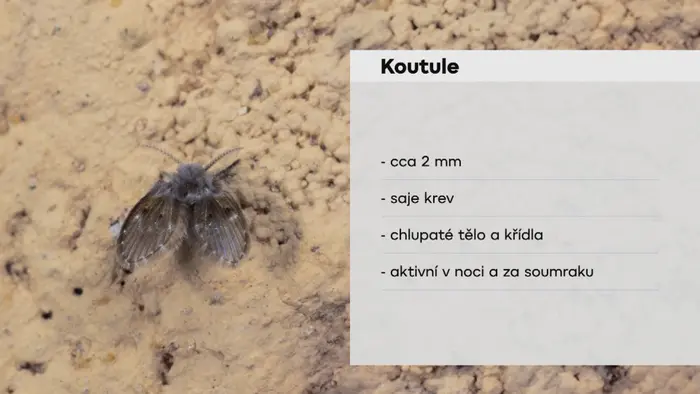 Koutule grafika