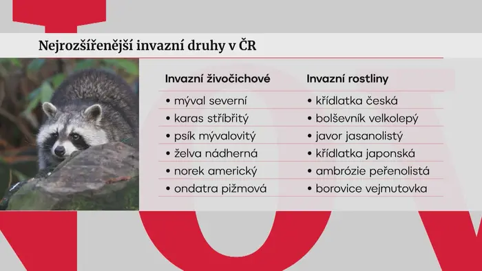 Nejrozšířenější invazivní druhy v ČR