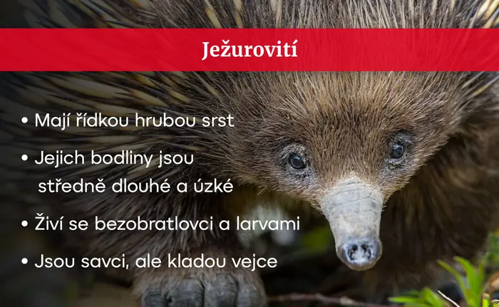 Ježurovití