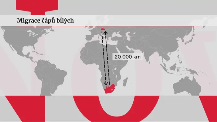 migrace čápů bílých