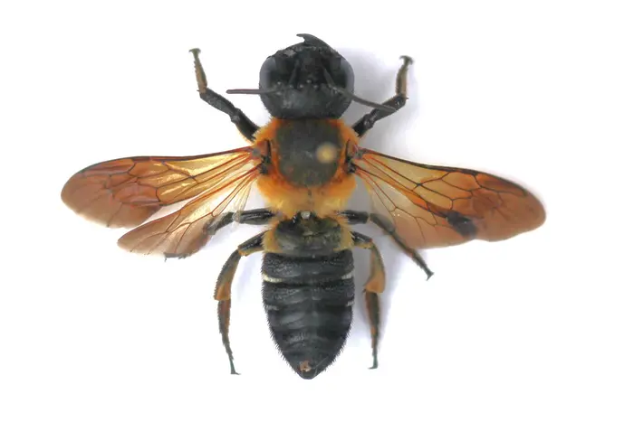 Megachile sculpturalis