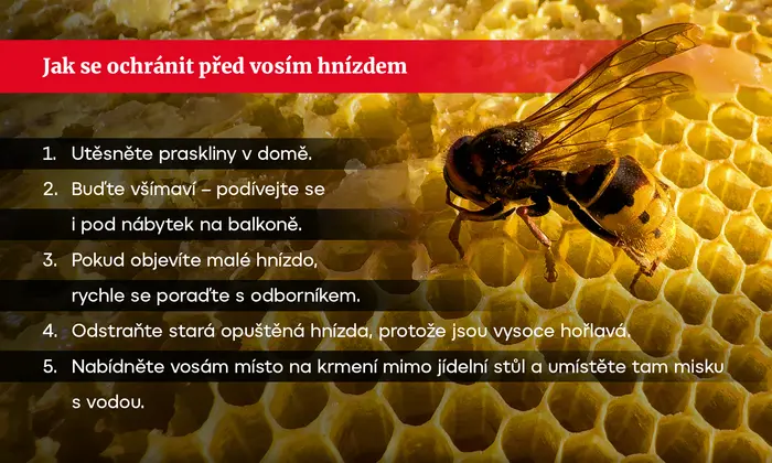 Jak se ochránit před vosím hnízdem