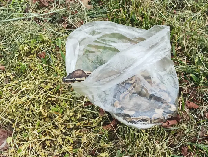 Policisté chytili na hřbitově hada