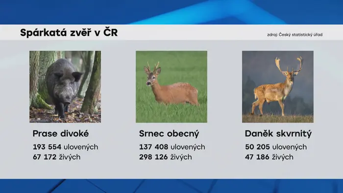 Spárkatá zvěř v ČR