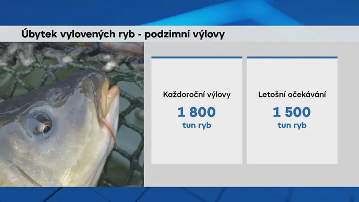 Úbytek vylovených ryb – podzimní výlovy