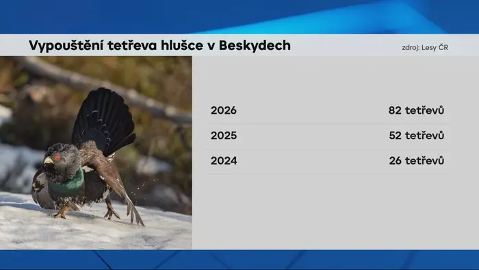 Tetřev