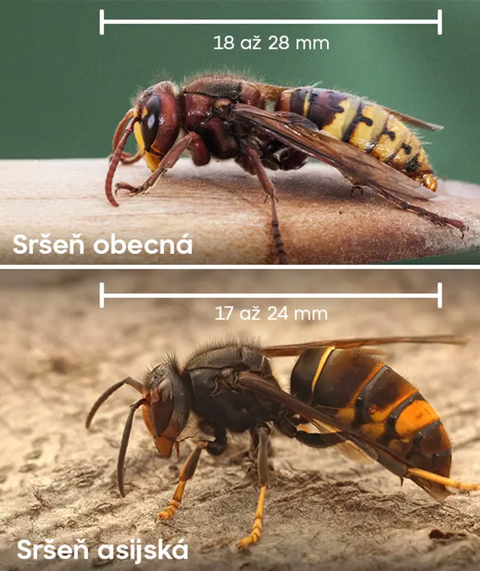 Sršeň obecná a sršeň asijská