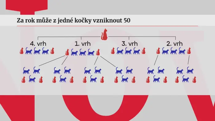 Kočka