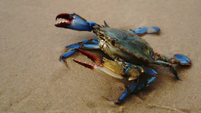 Krab modrý