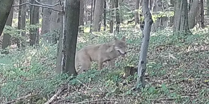 První potvrzená pozorování vlka v Železných horách