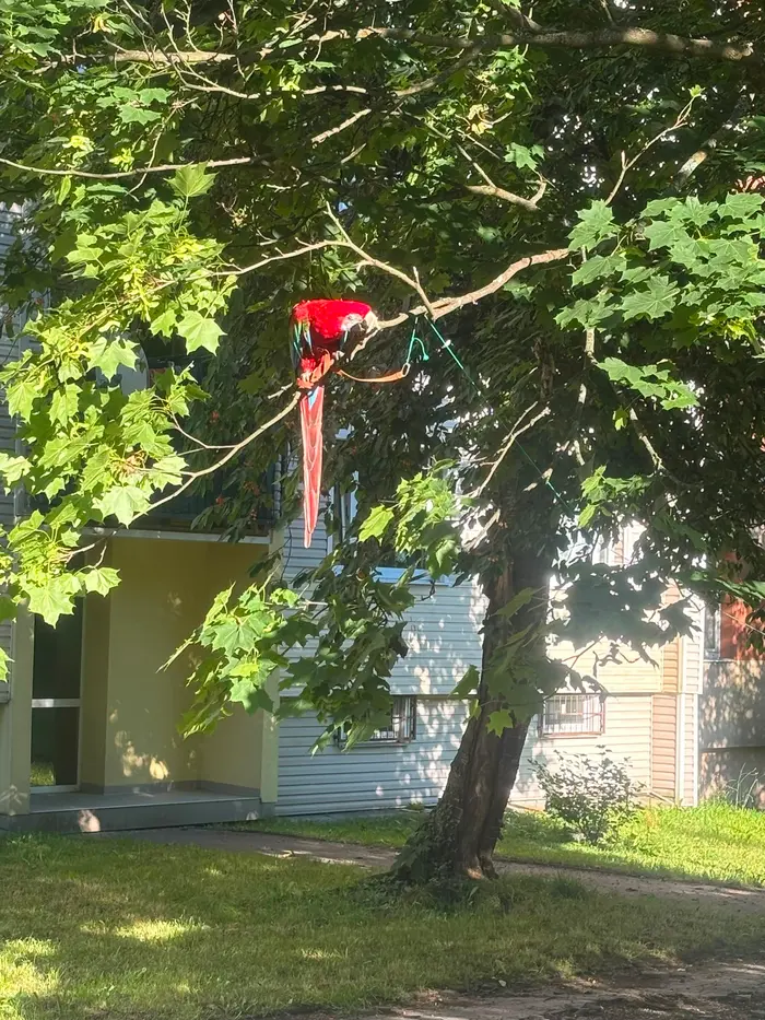 Papoušek na stromě