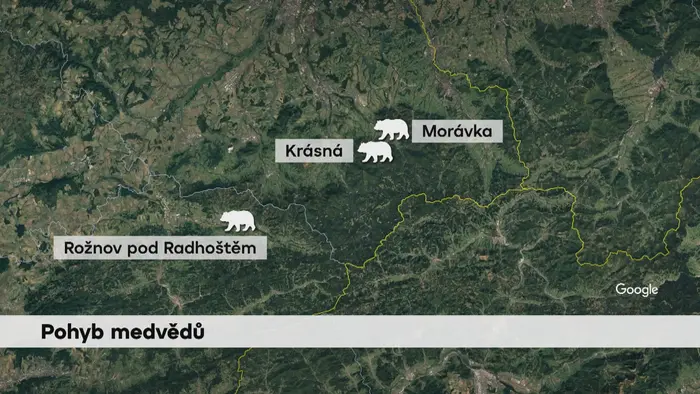Pohyb medvědů