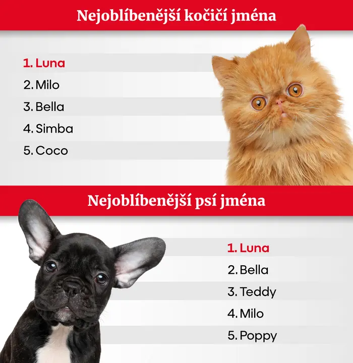 GRAFIKA Nejoblíbenější jména mazlíčků za rok 2024