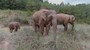 Sloni v Číně
