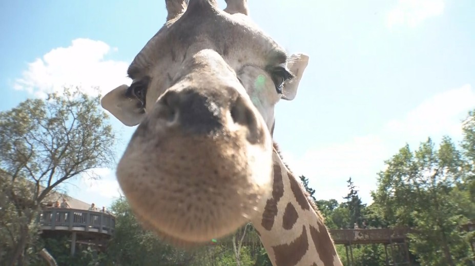 Nový chovný samec žirafy núbijské dorazil do Zoo Praha